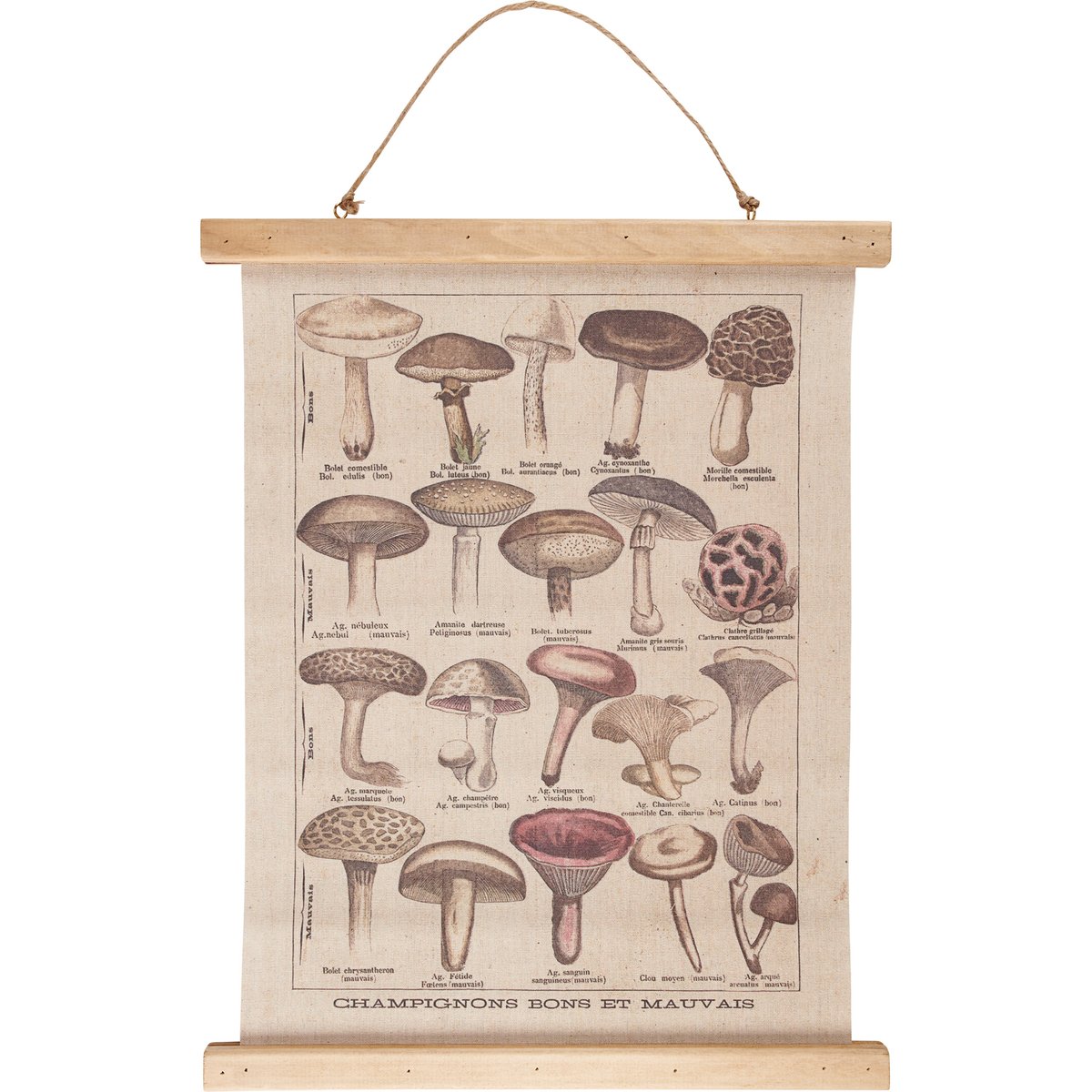 Mushroom Species Wall Canvas