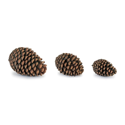 Pine Cone (S/3)