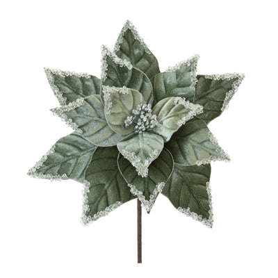 Poinsettia Stem