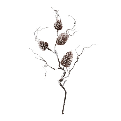 Pine Cone Branch