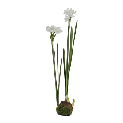 Paperwhite Bulb