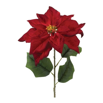 Poinsettia Stem