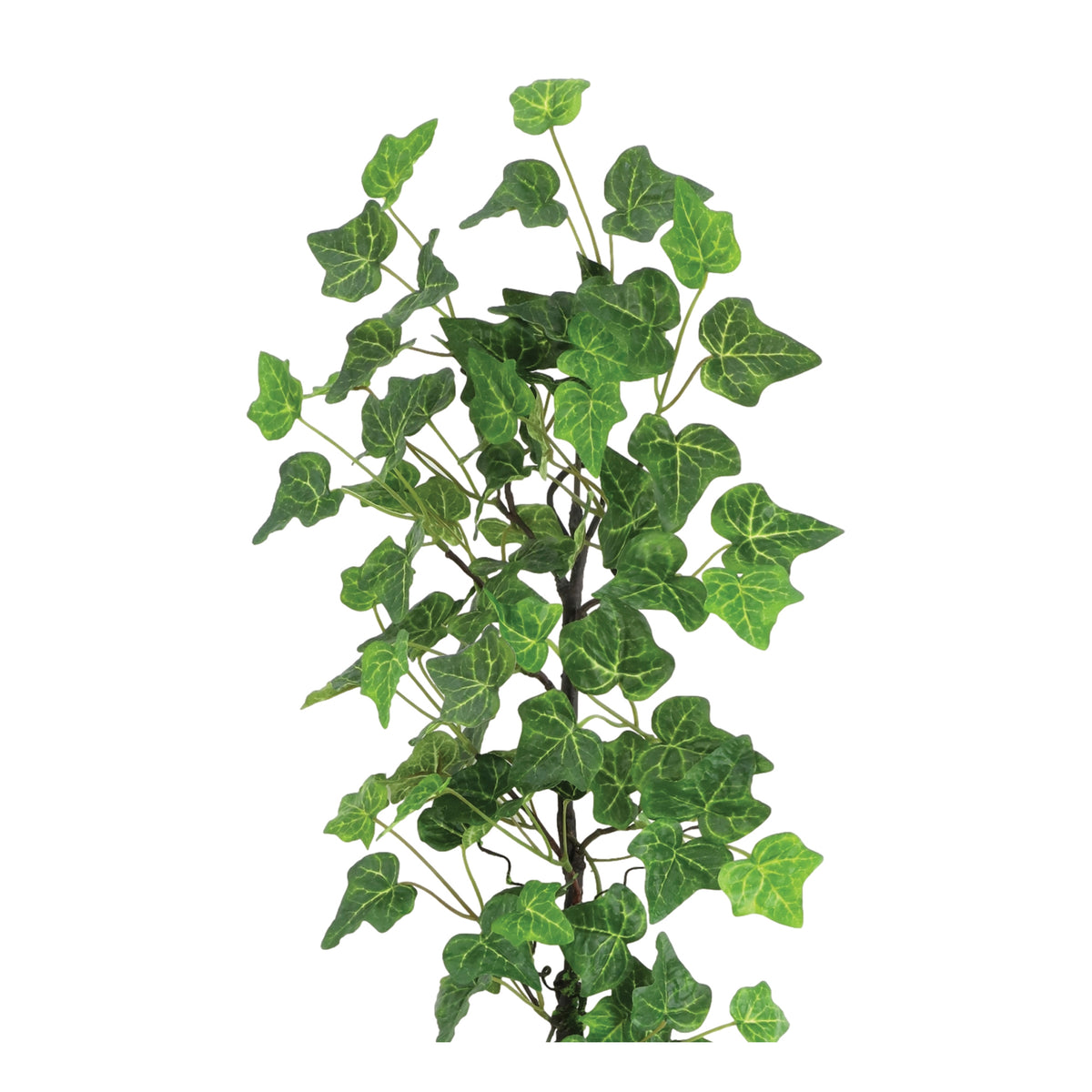 Ivy Vine