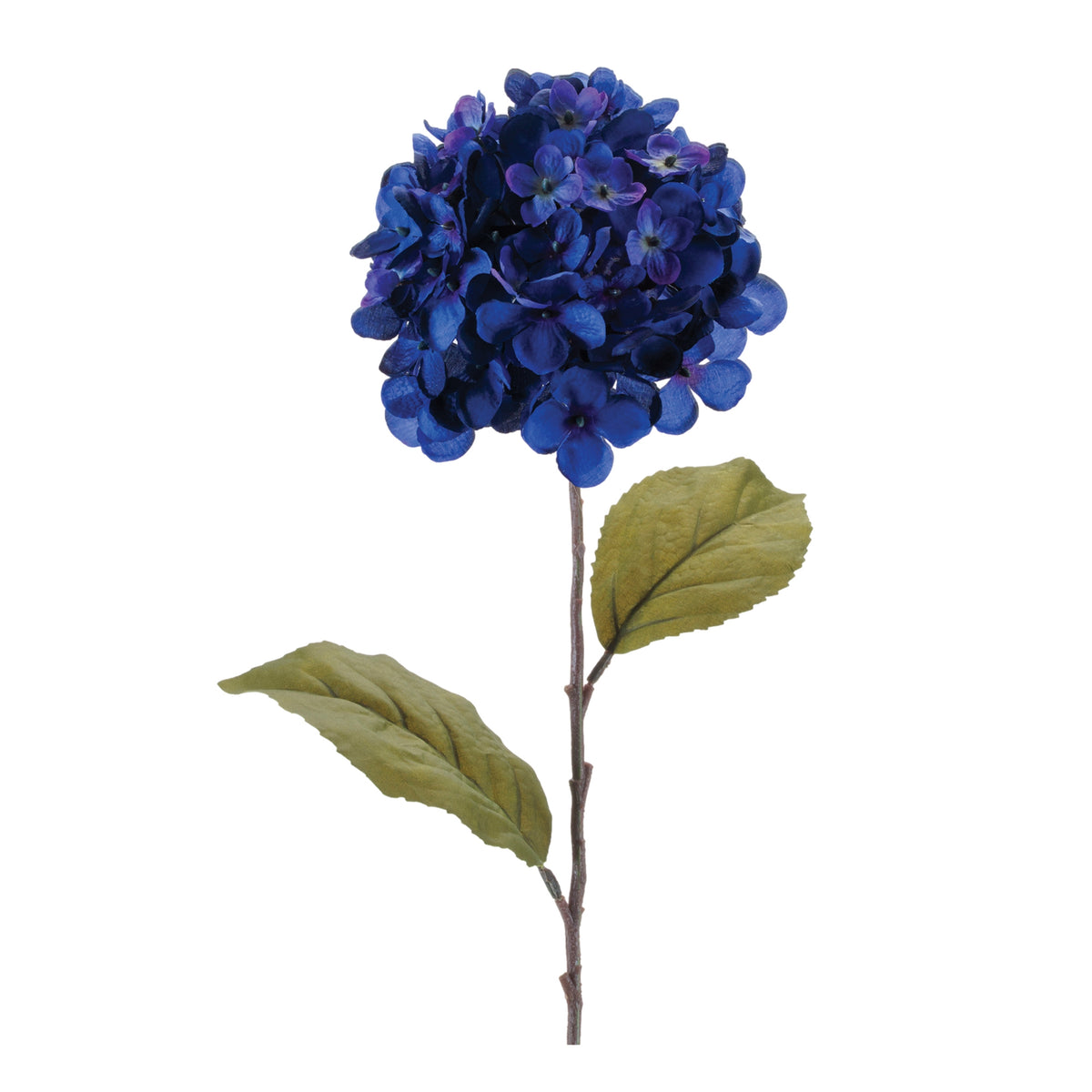 Hydrangea Stem