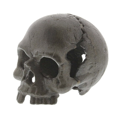 Skull, No Jaw - Natural