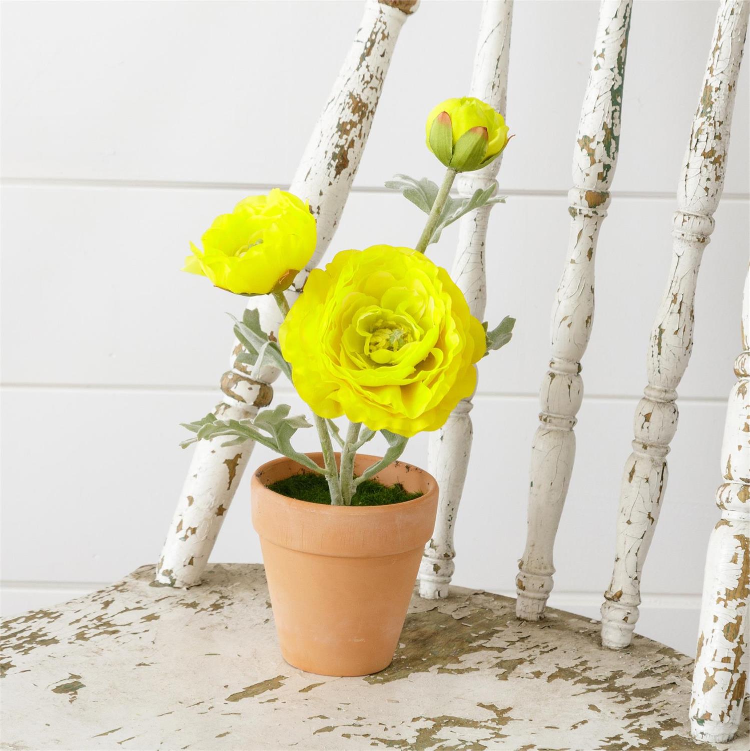 Potted Ranunculus, Yellow