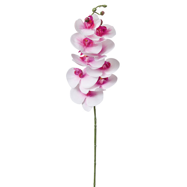 Moon Orchid Stem - Min of 4