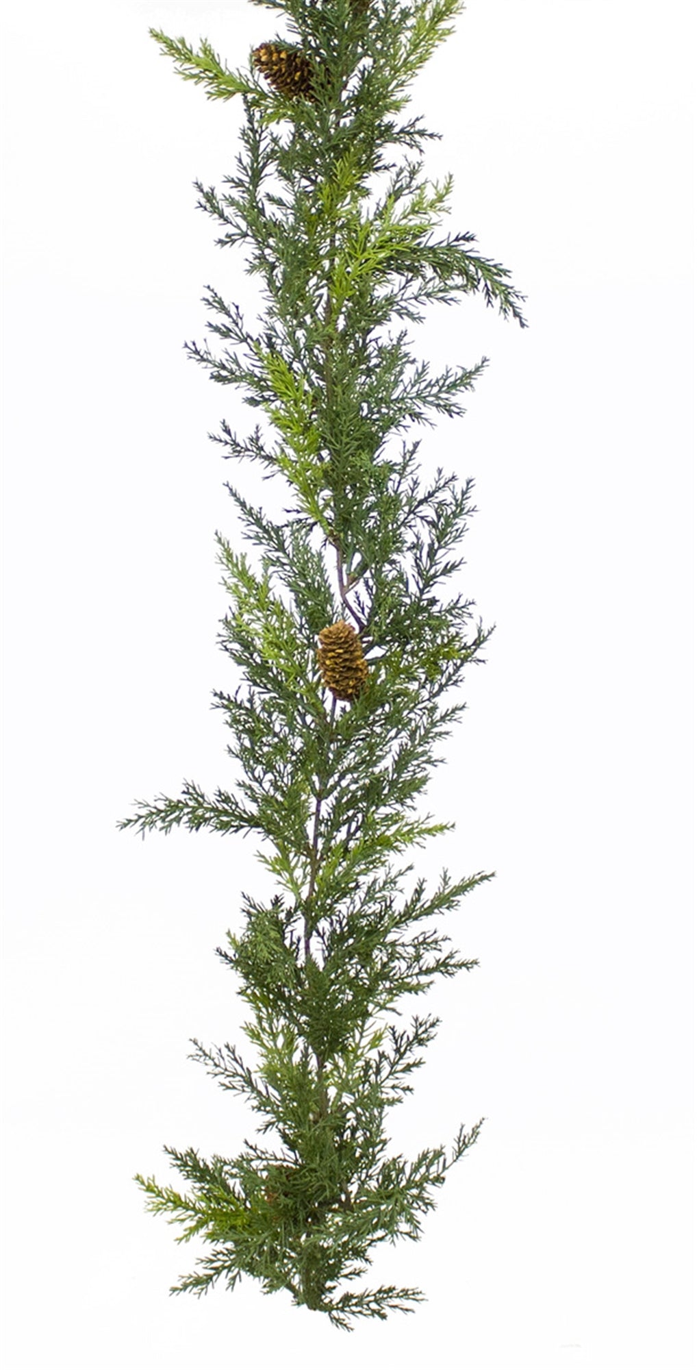 Arborvitae Garland 6'L