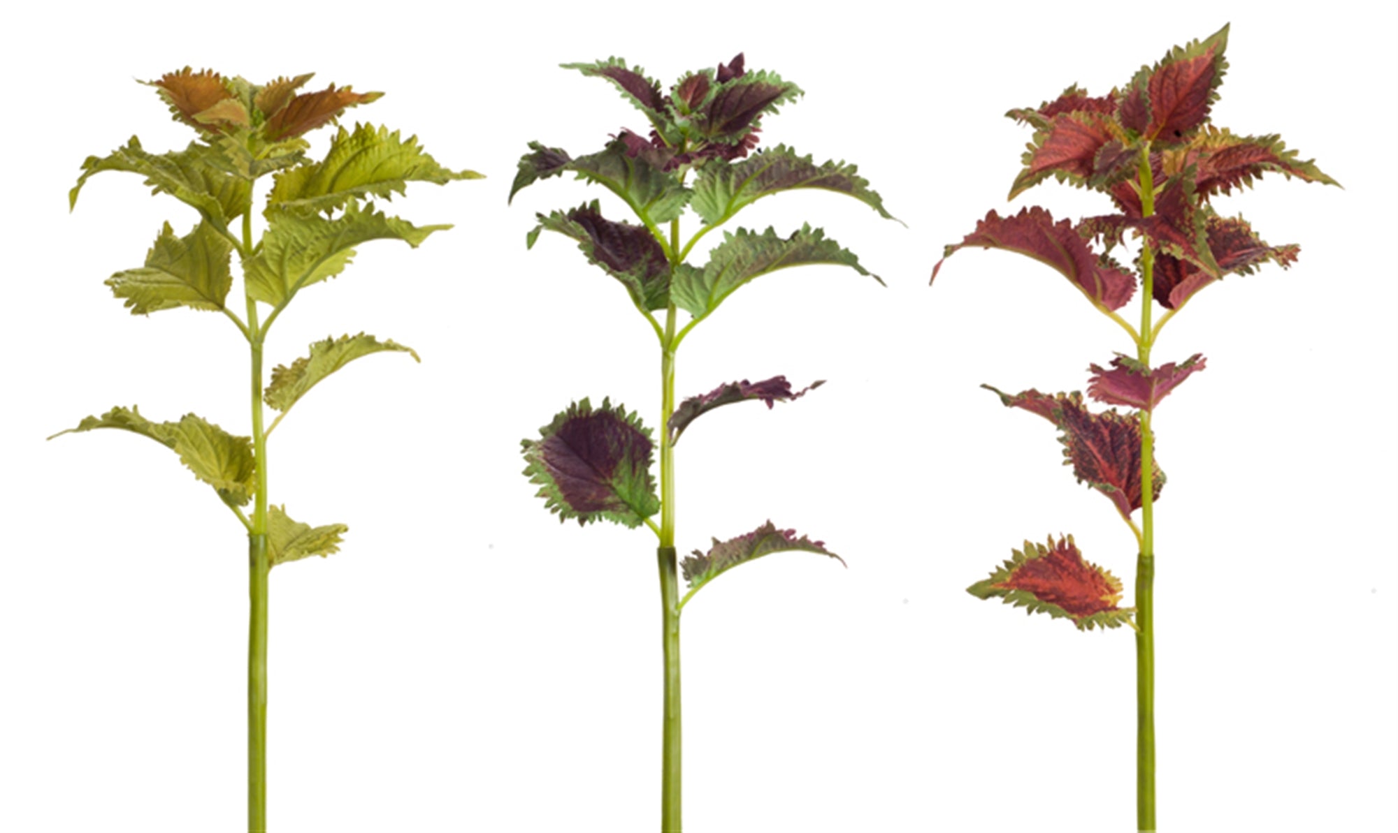Coleus Stem (3 Asst) 23"H Polyester/