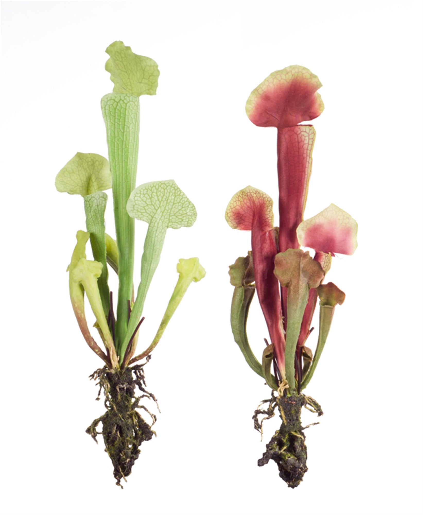 Cobra Lily Plant (2 Asst) 13"H Polyester/
