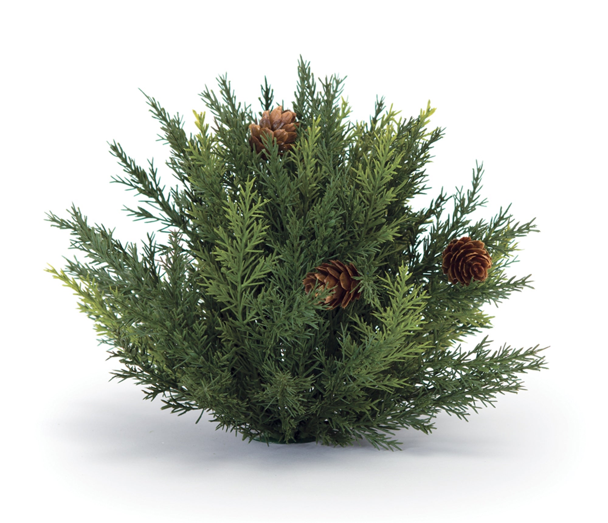 Arborvitae Half Orb 6.5"D