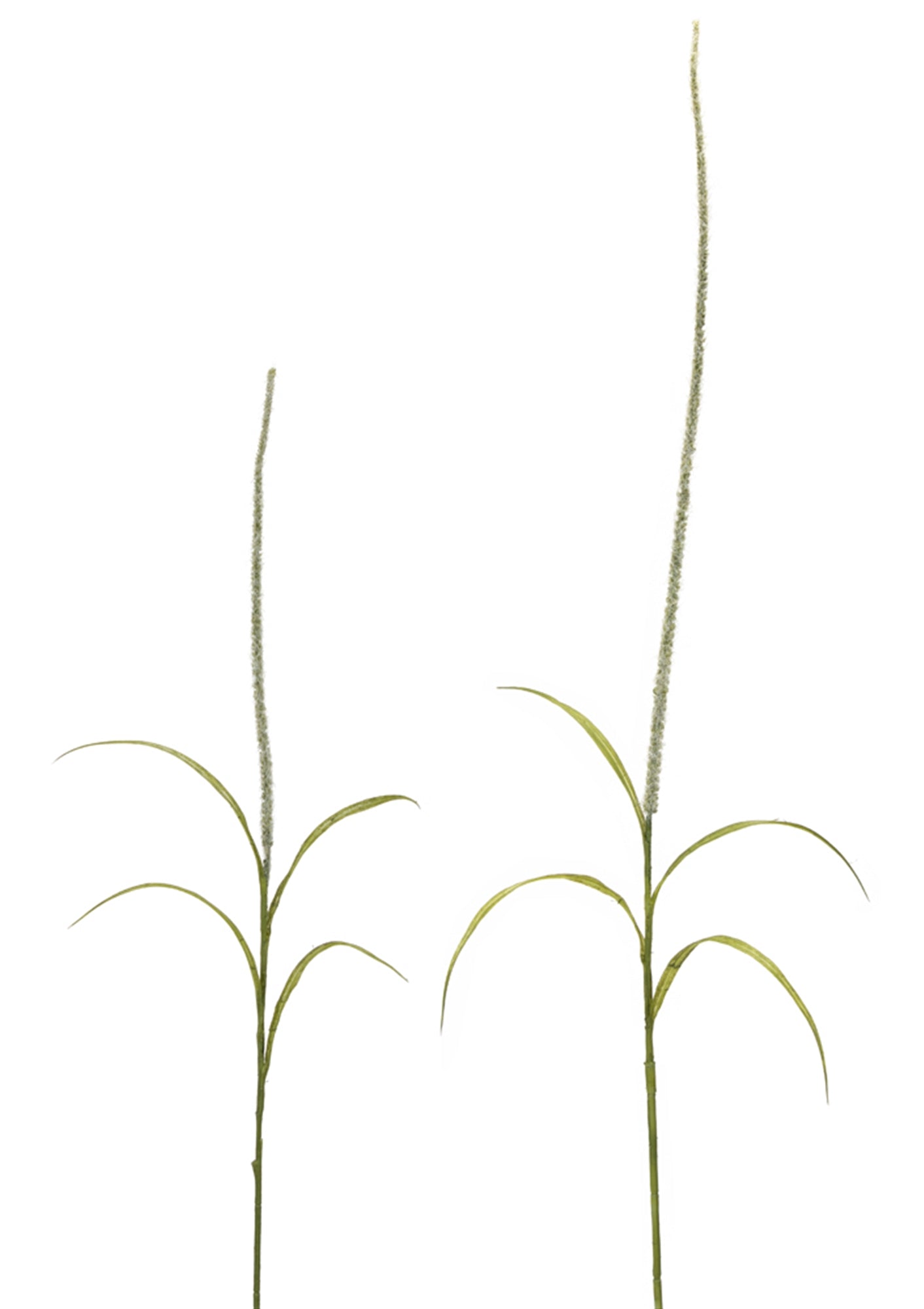 Foxtail (Set of 2) 39"H, 52"H