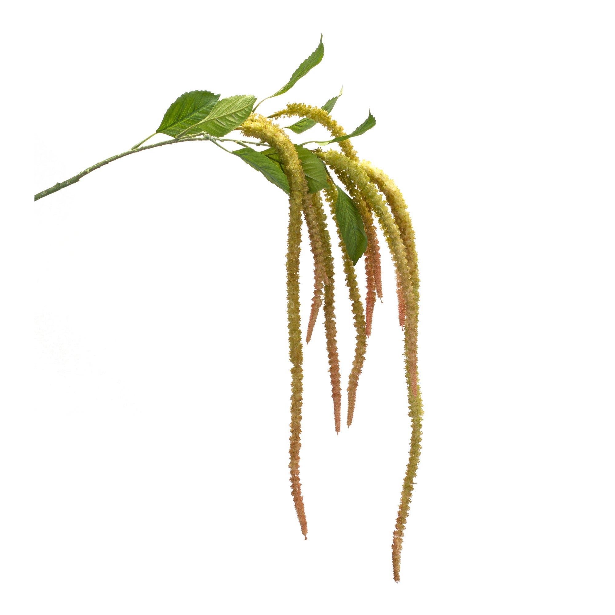 Amaranthus Stem 53.25”H /Polyester