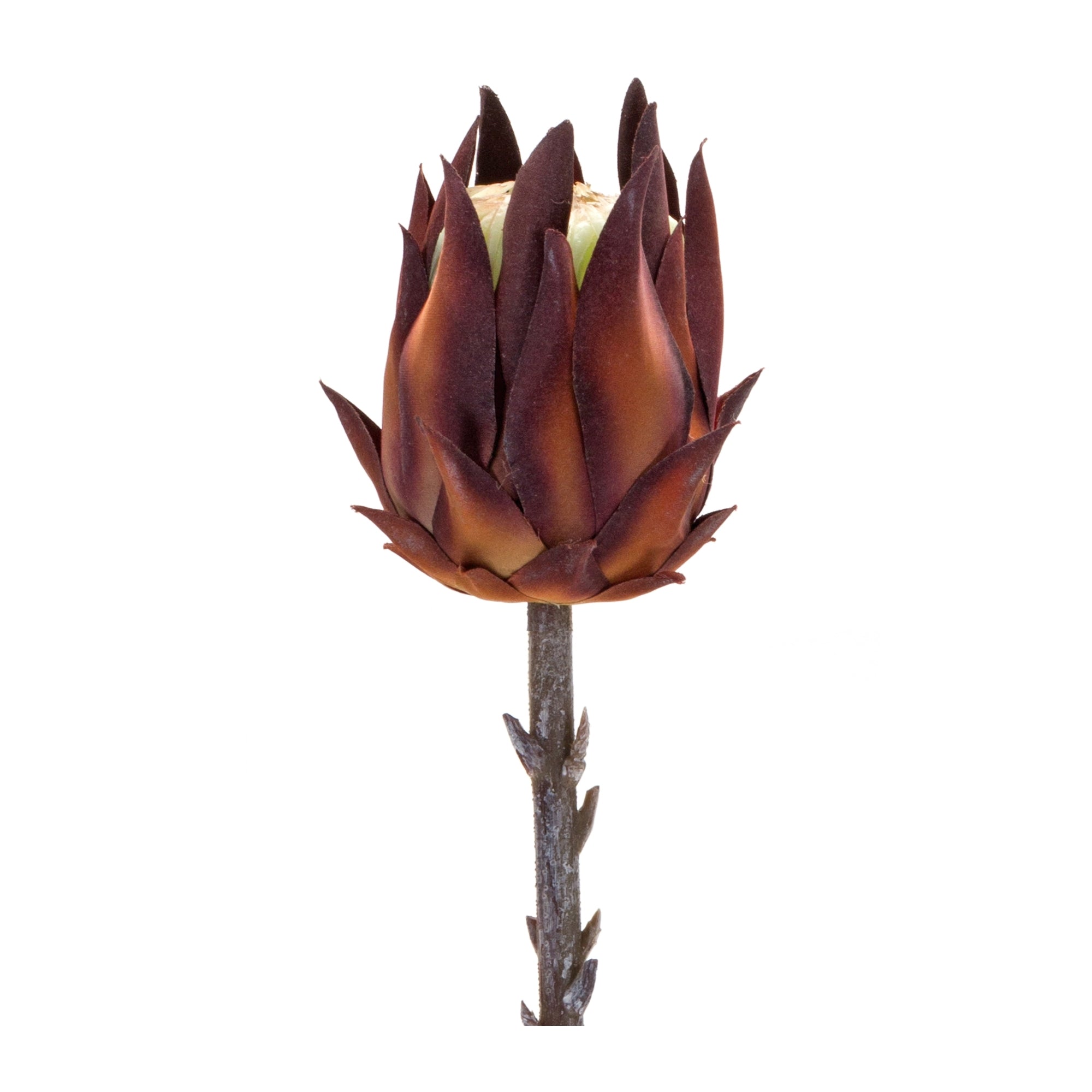 Protea Stem 20”H