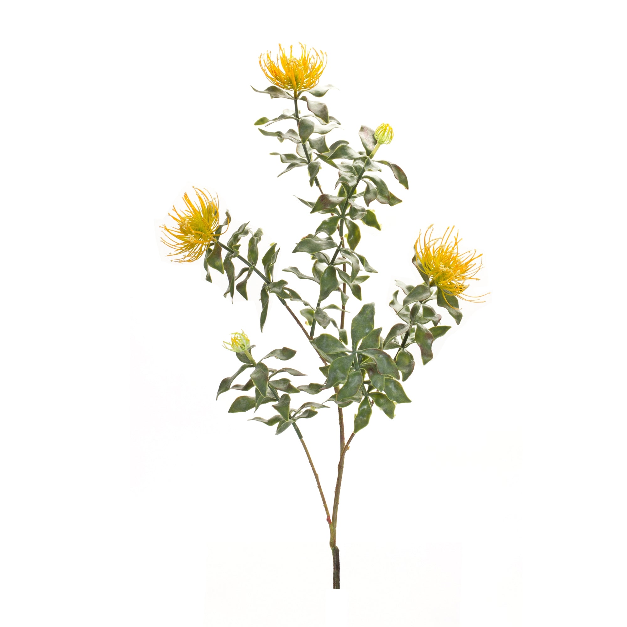 Protea Stem 34.25”H /Flocking
