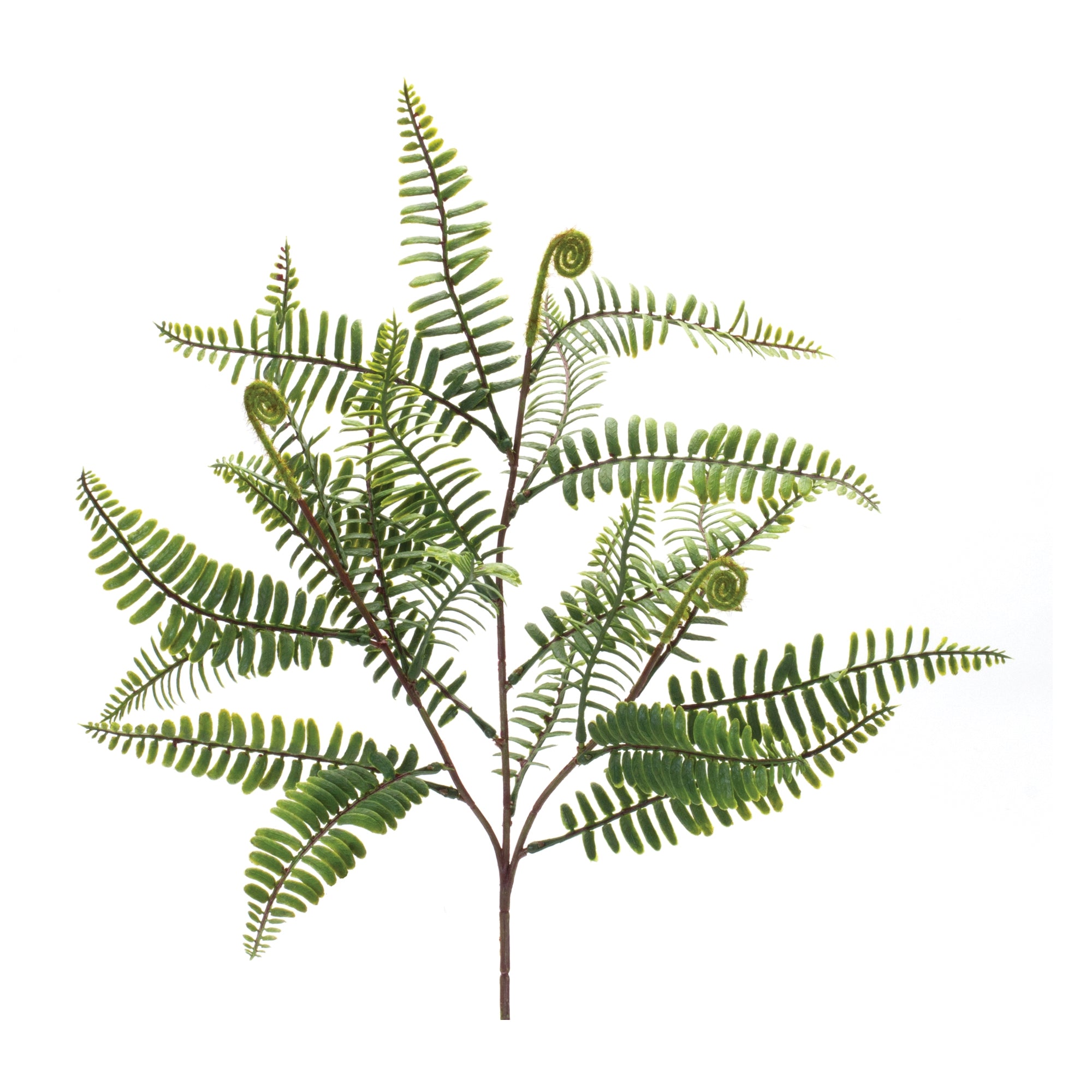 Fern Spray 20”H