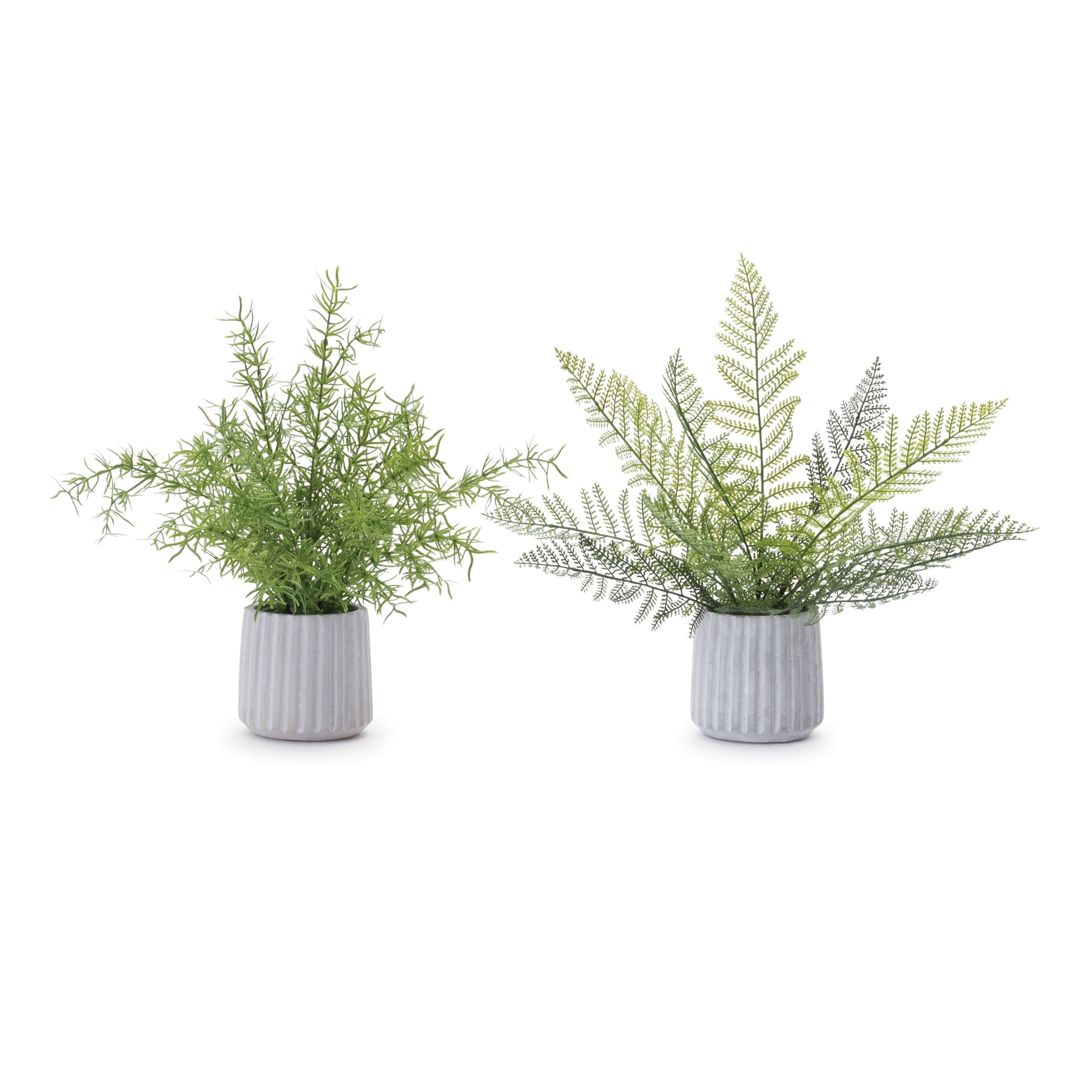 Potted Fern Plant (Set of 2)