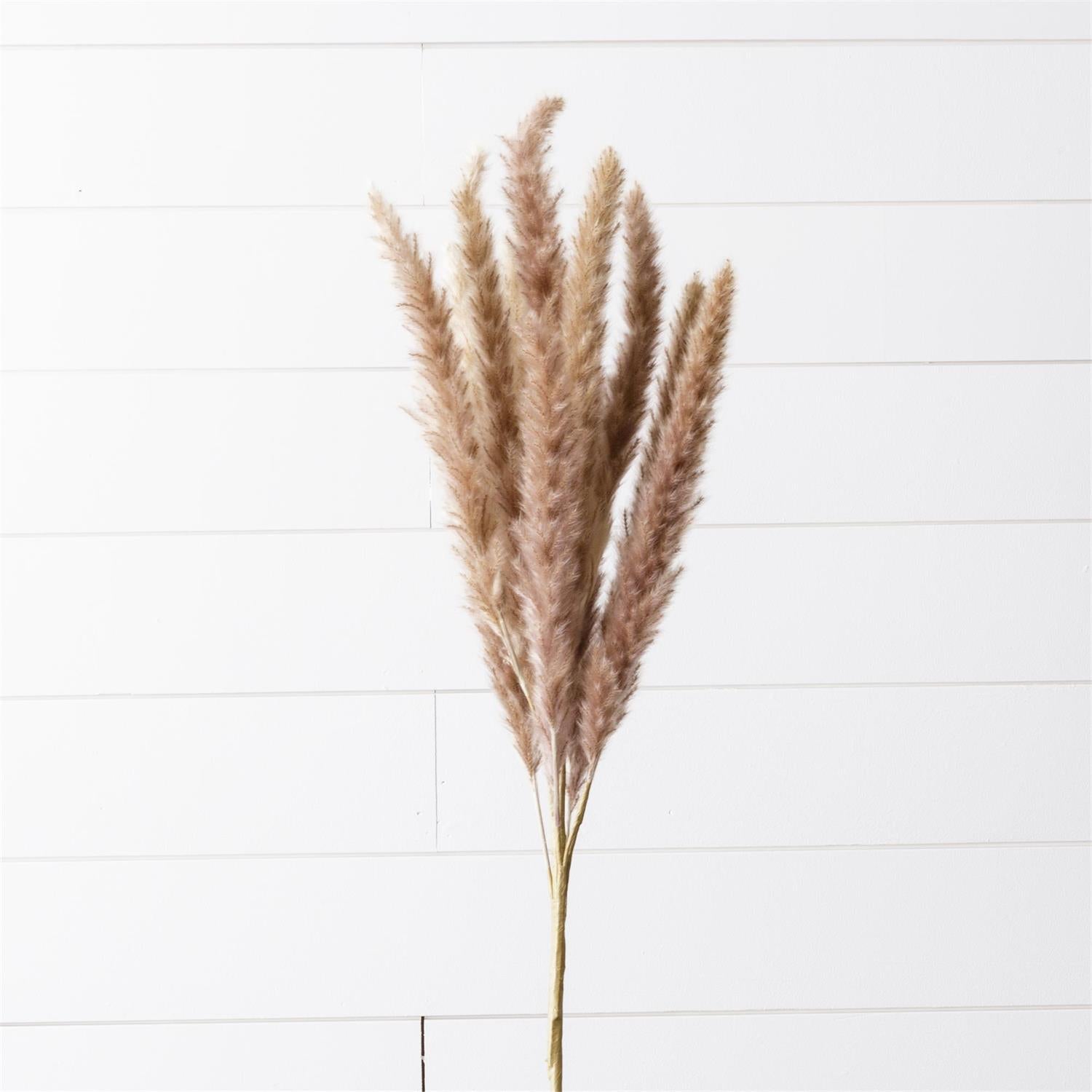 Branch - Dried Pampas, Brown
