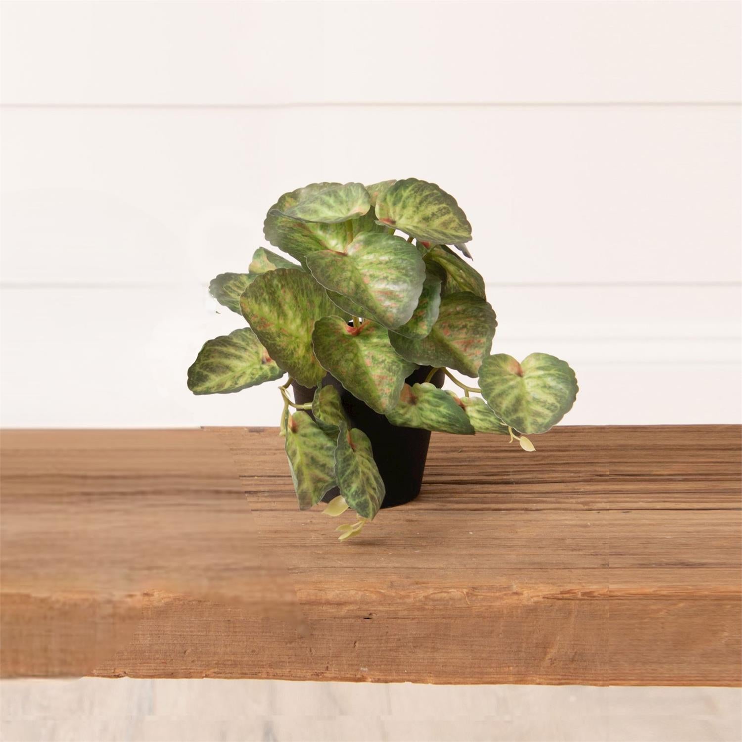 Potted Strawberry Begonia Plant