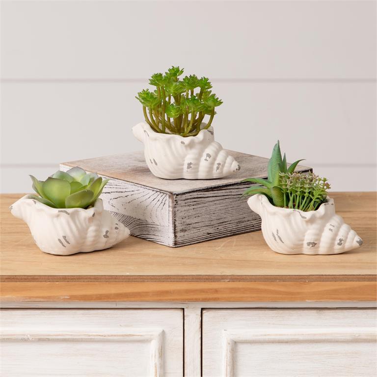 Faux Succulents in Conch Sea Shells