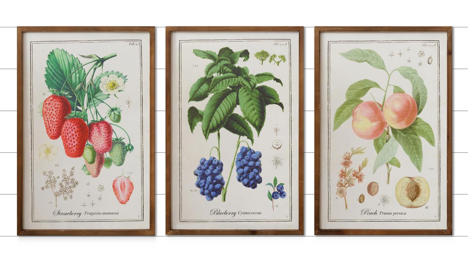 Fruit Prints Wall Art (S/3)