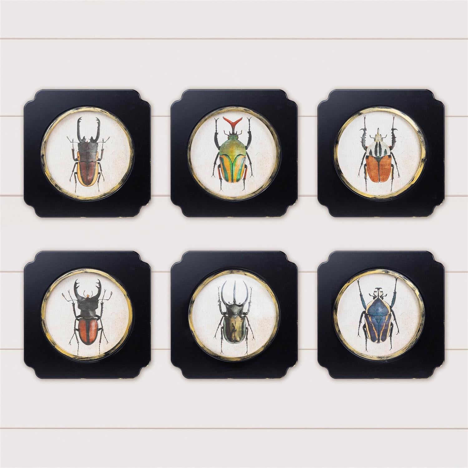 Beetles In Ebony Frame (S/6)