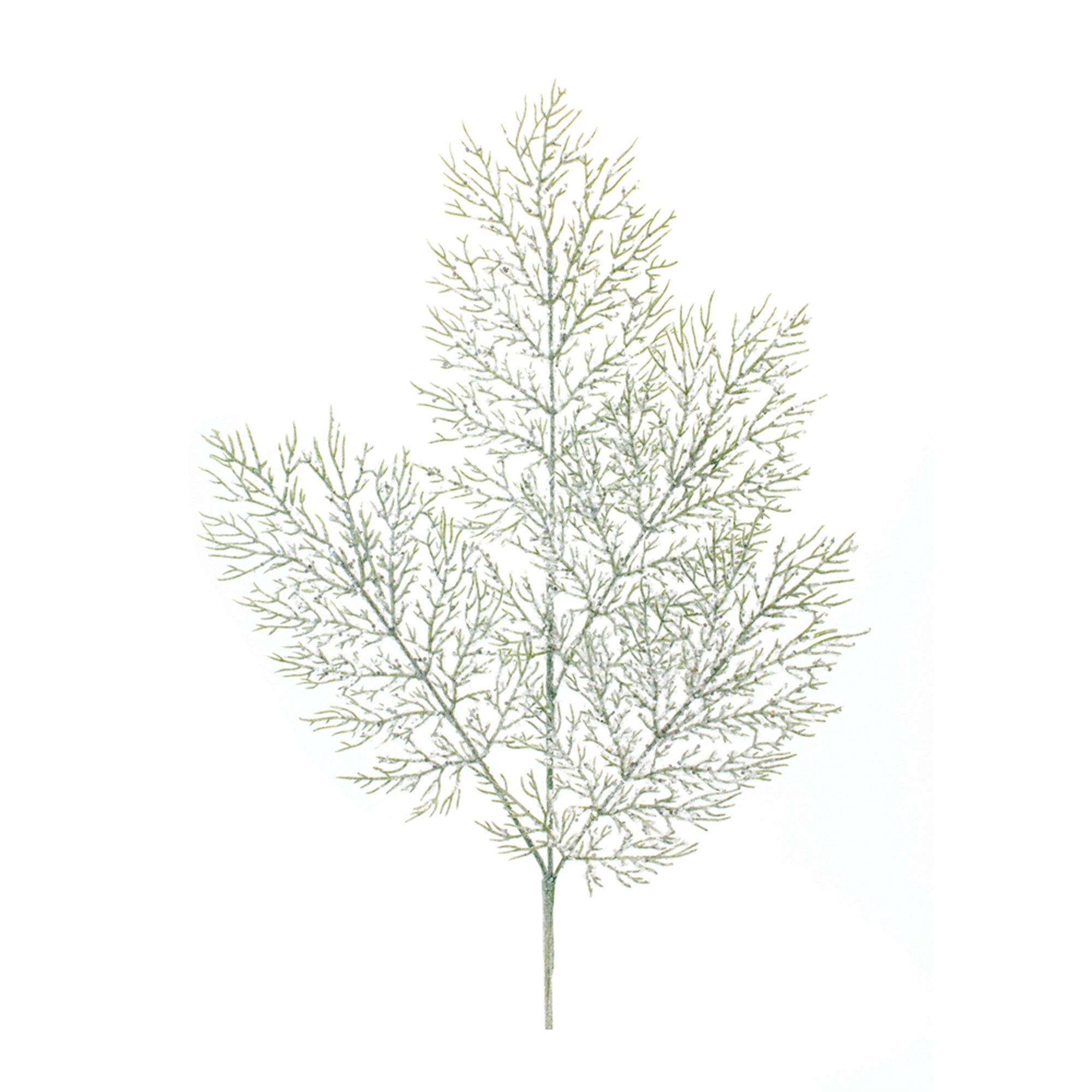 Cedar Spray 36”H