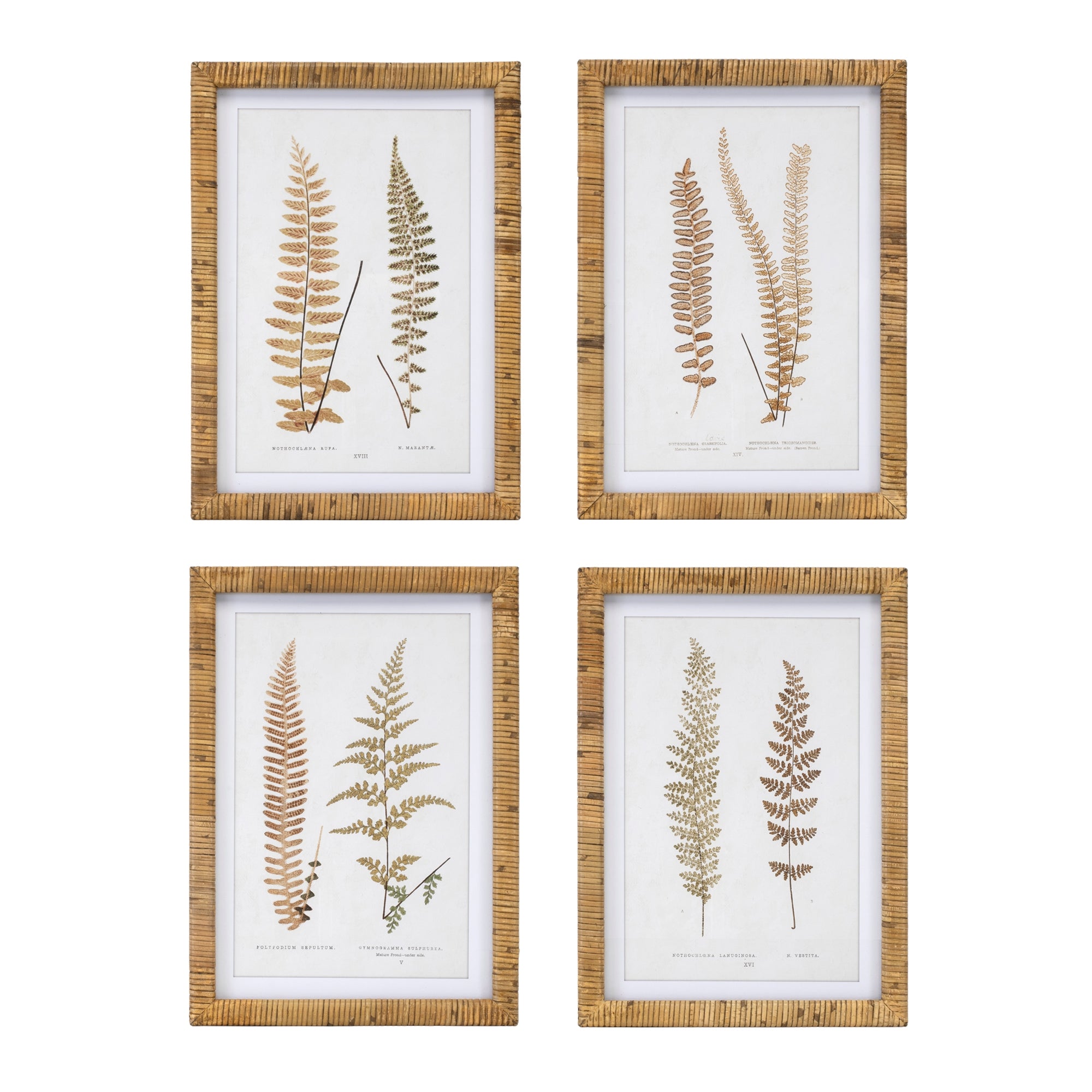 Framed Fern Print (4 Asst) 17.75”SQ Wood/Wood/Glass