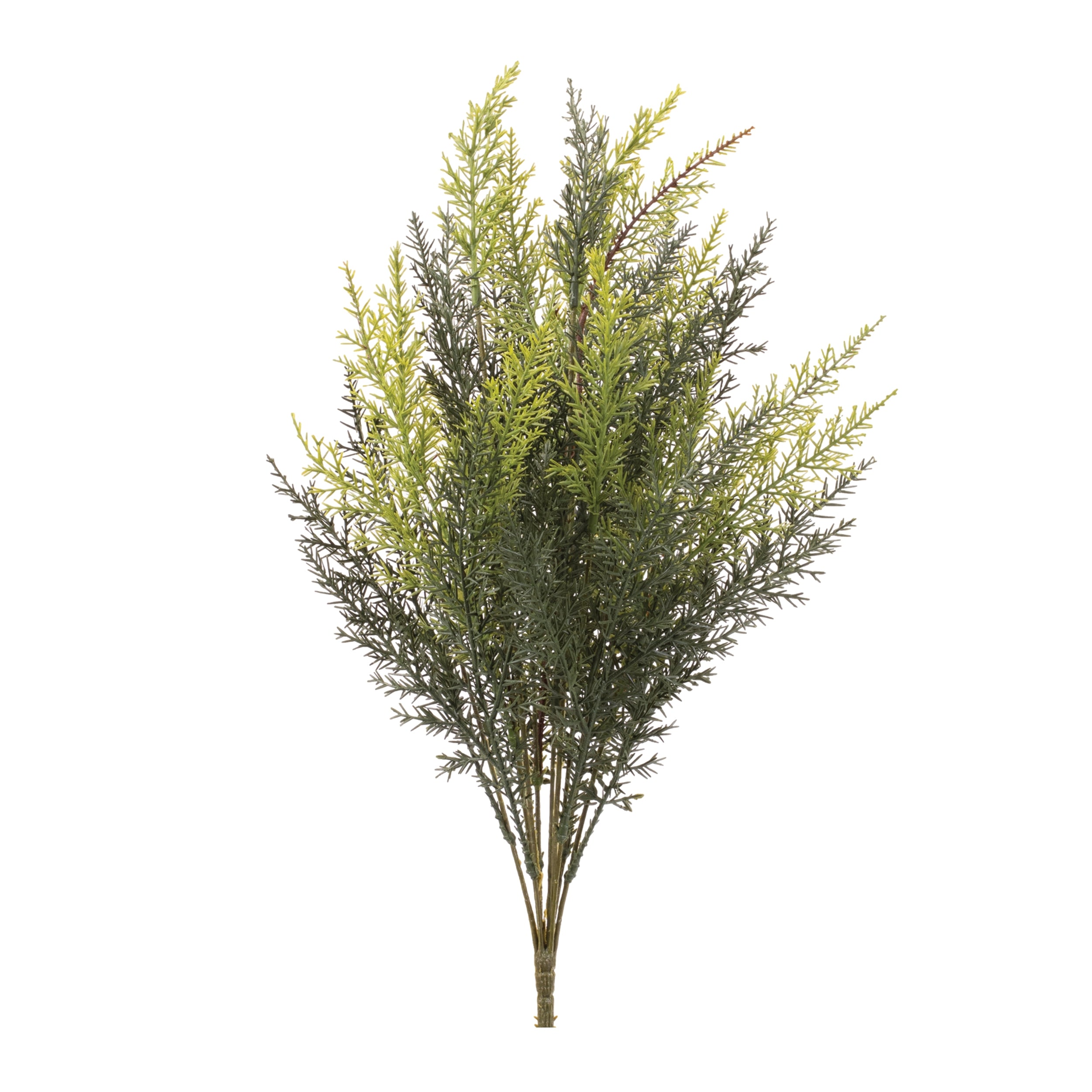 Cedar Bush 21.5”H