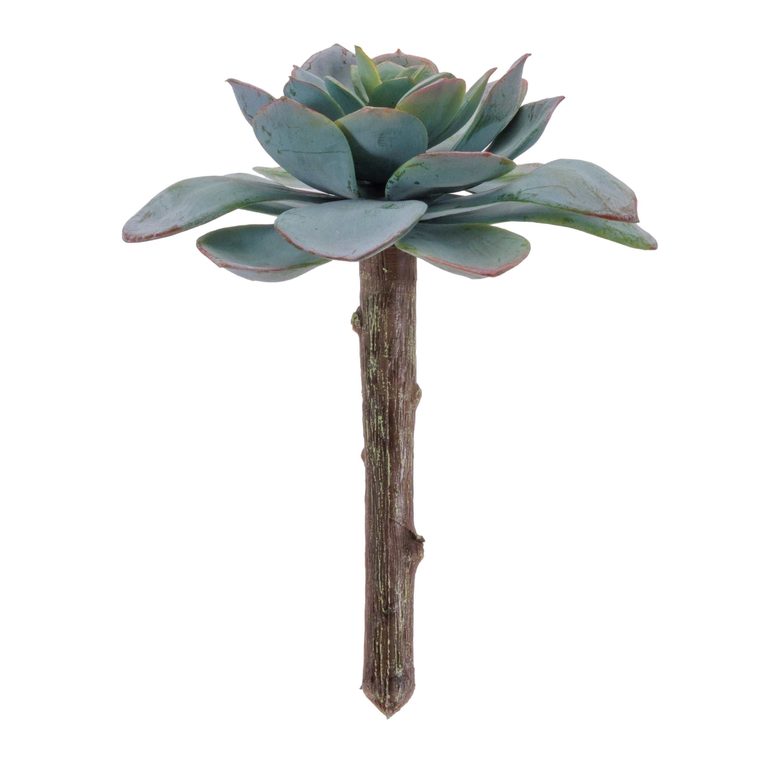 Succulent 5”H