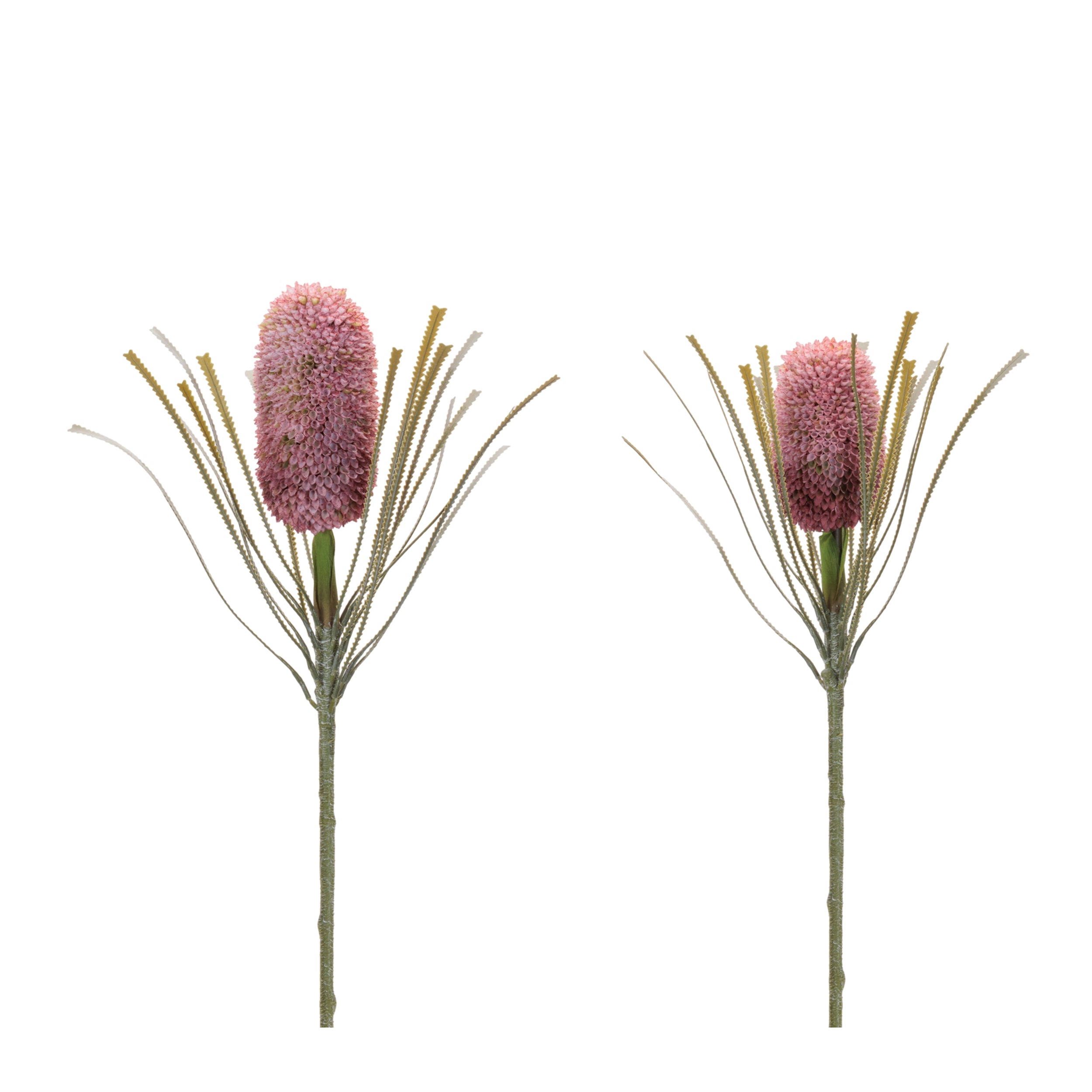 Protea Stem (2 Asst) 28”H