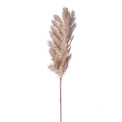 Pampas Grass Stem - Coffee (5609799712925)