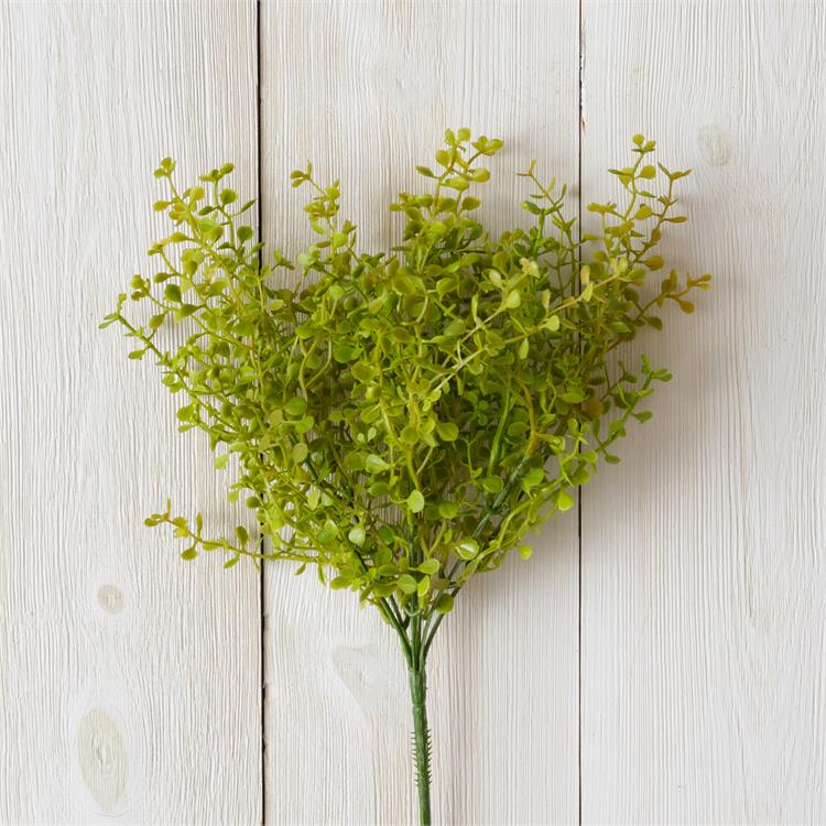 Baby Tears Stem