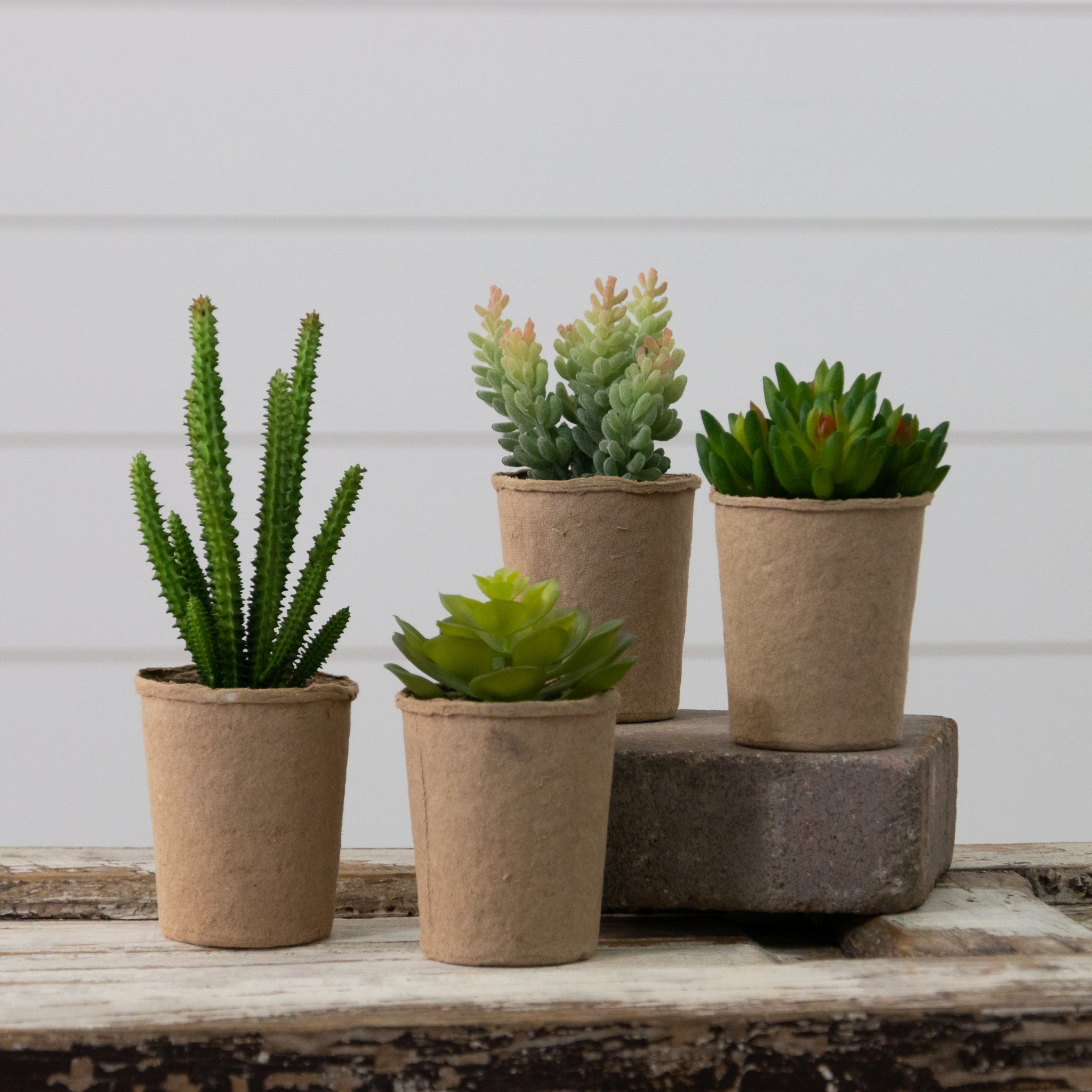 Succulents in Paper Mache Pots