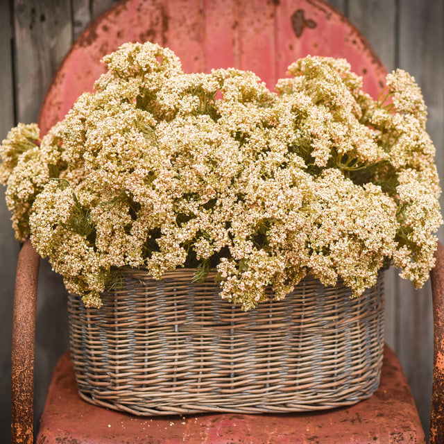 Cream Queen Anne Lace Bush