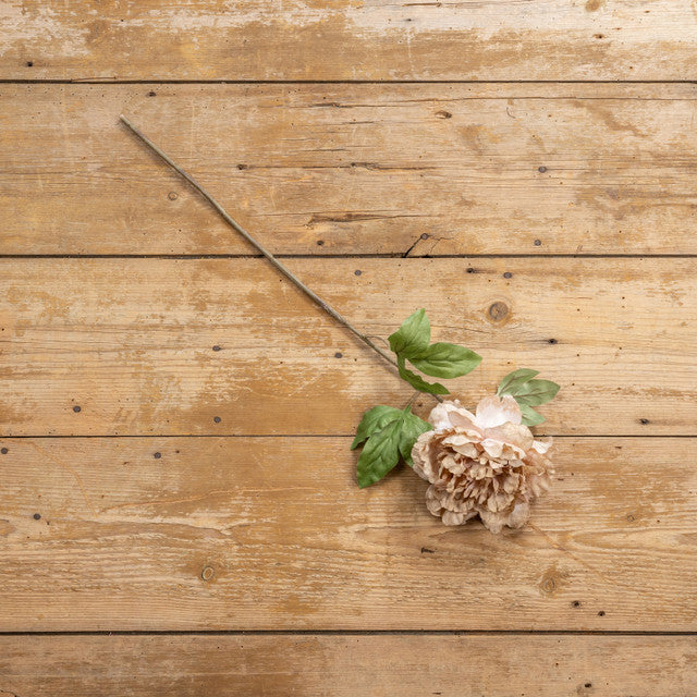Beige & Pink Peony Stem