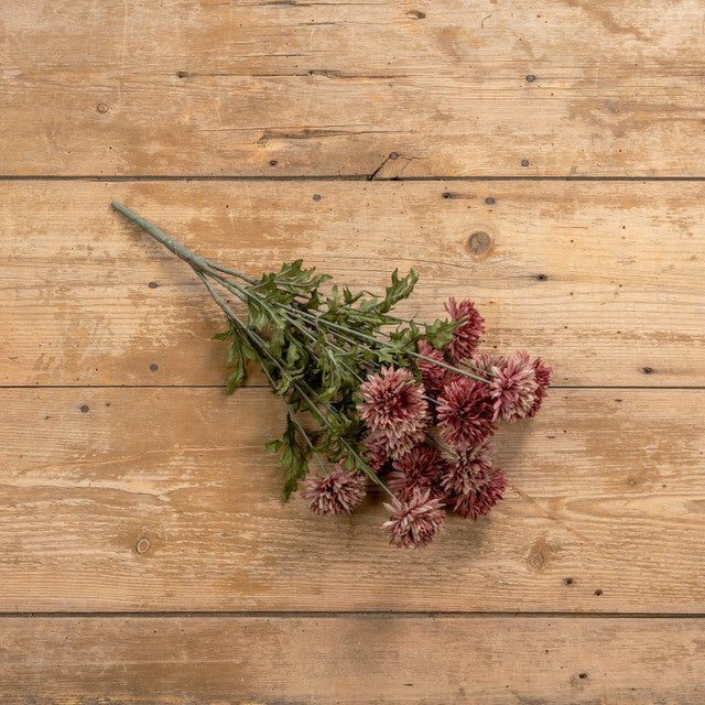 Mauve Mum Bush