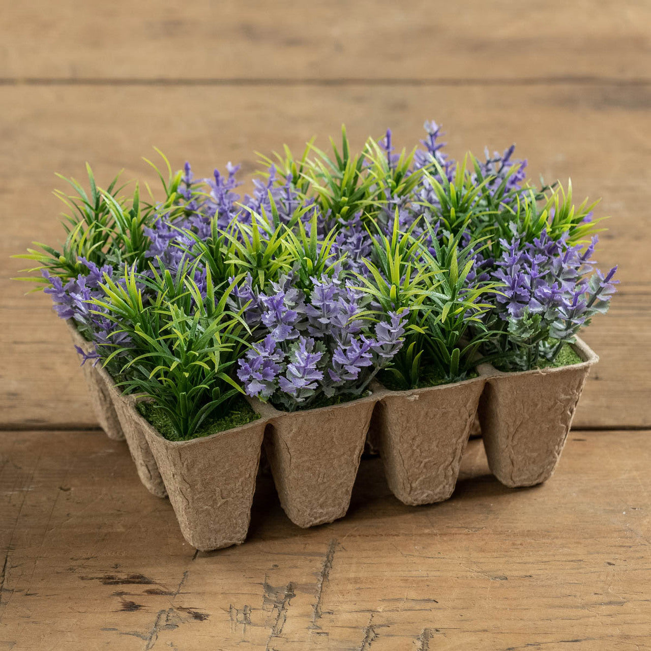 12 Purple & Green Flowering Seedlings
