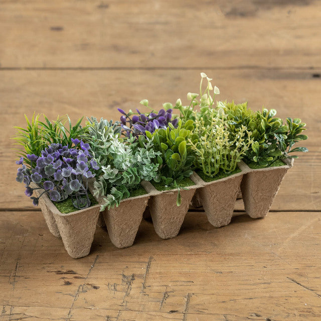 10 Purple & Green Flowering Seedlings