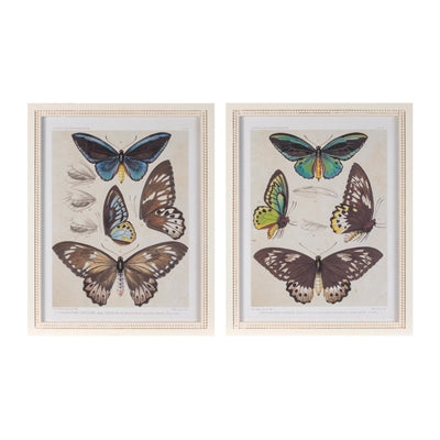 Framed Butterfly Print (2 Asst) 15.75"L x 19.75"H Wood/MDF/Glass