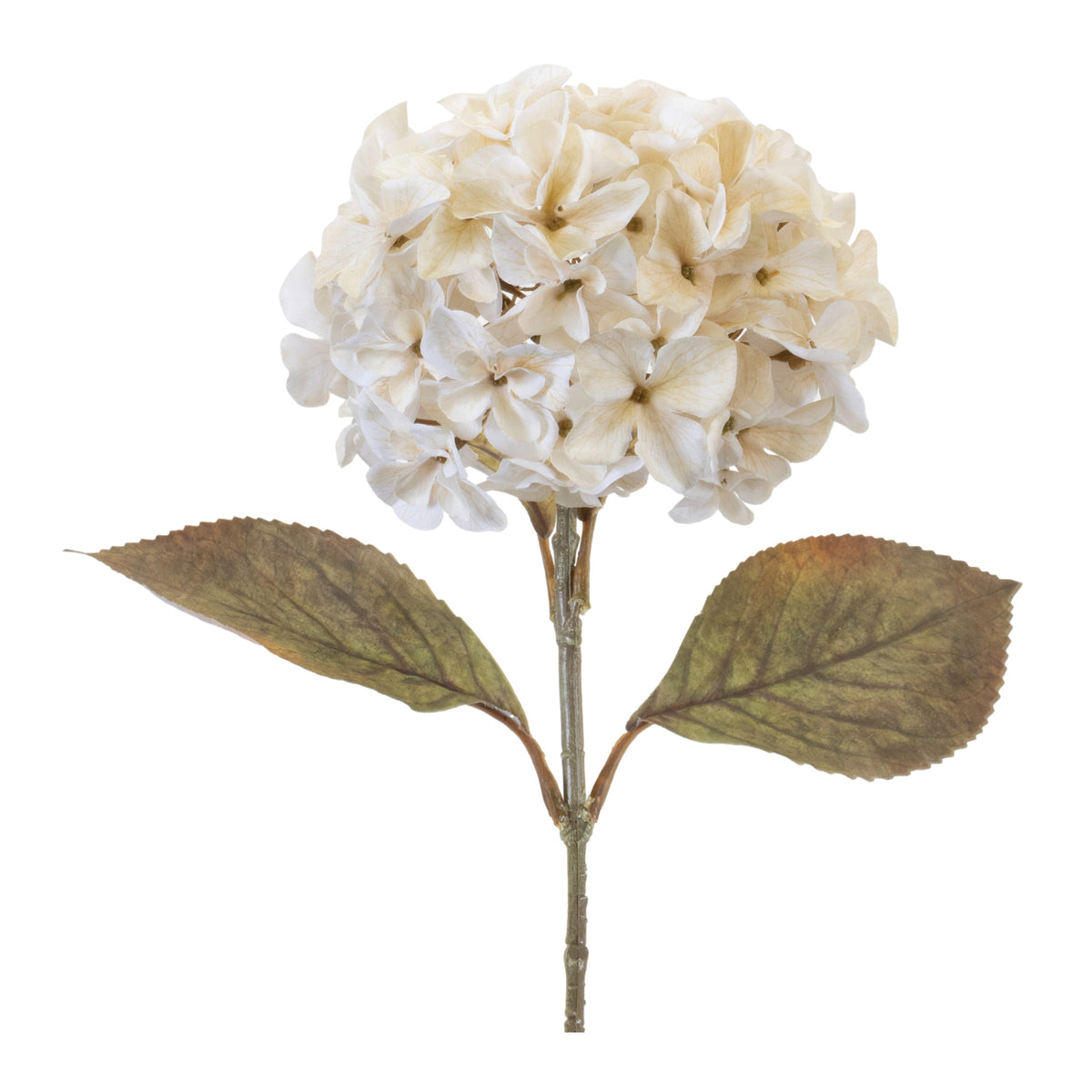 Hydrangea Stem