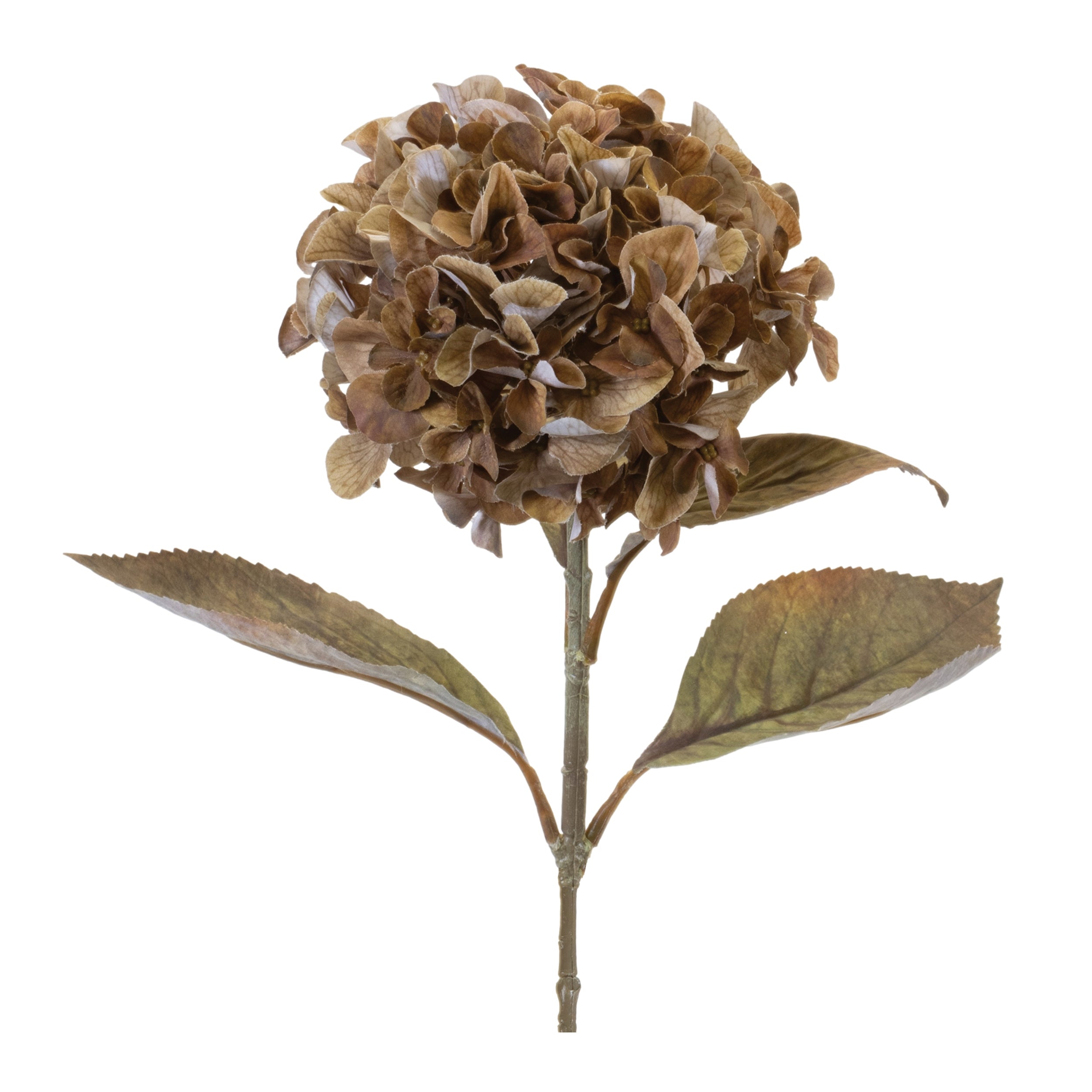 Hydrangea Stem - Light Brown