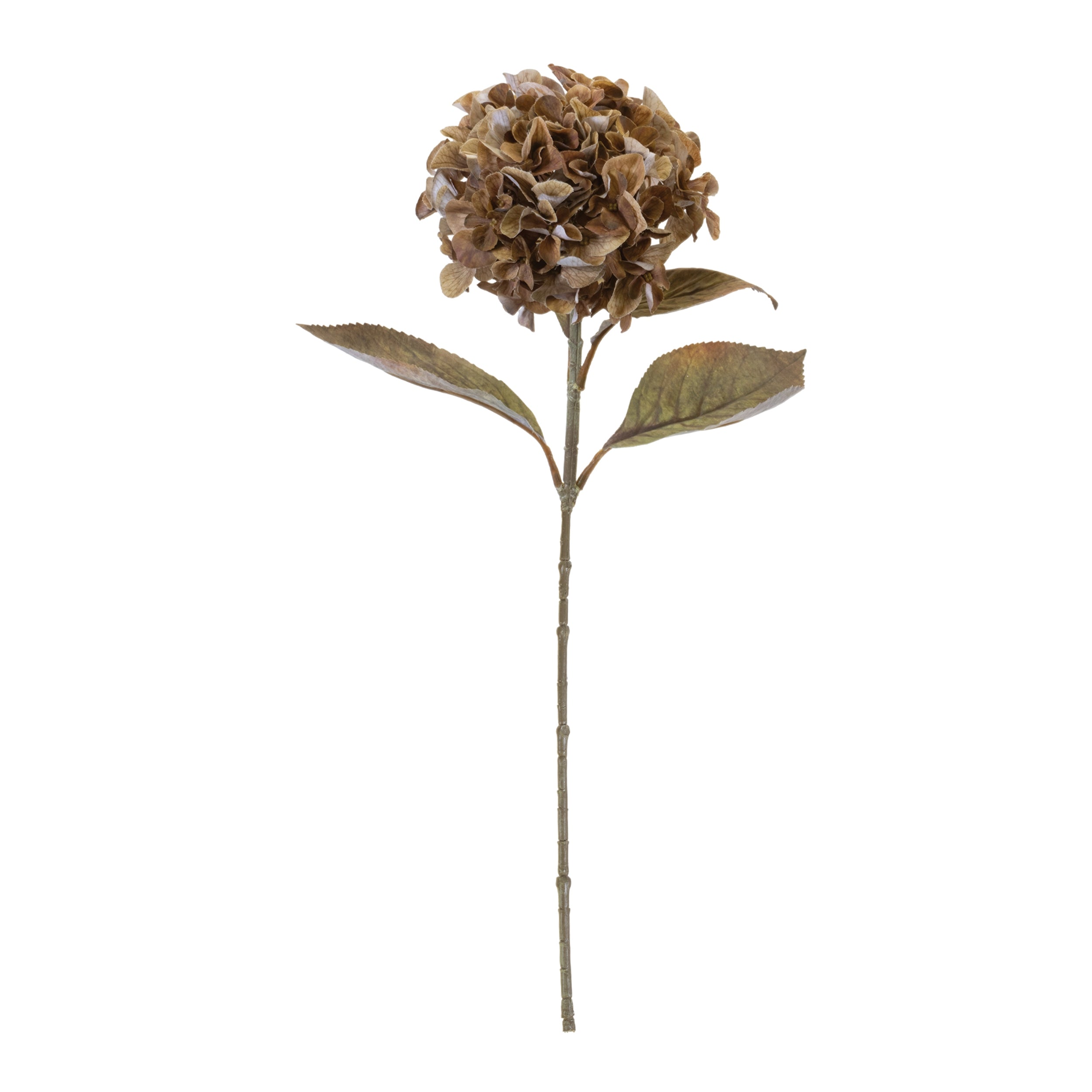 Hydrangea Stem - Light Brown
