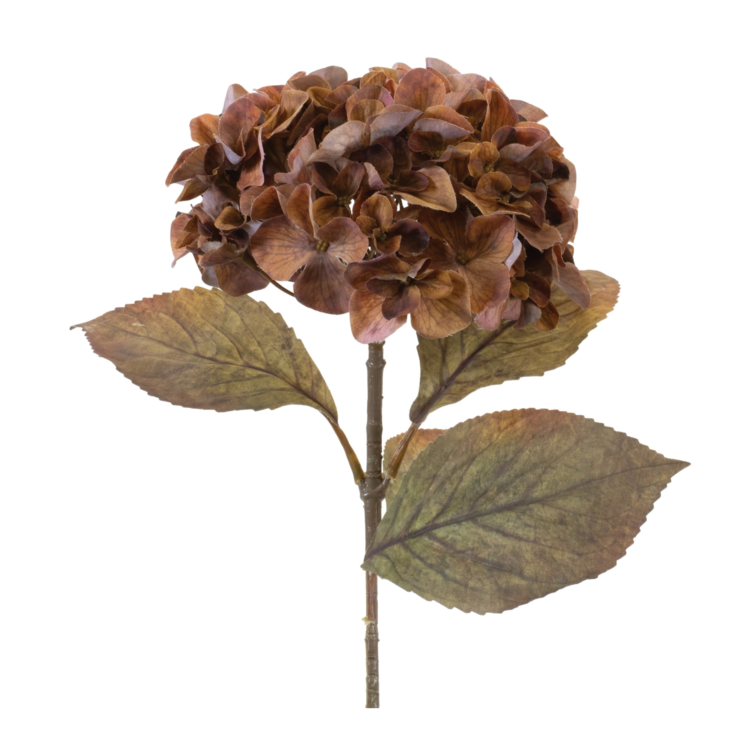 Hydrangea Stem - Brown