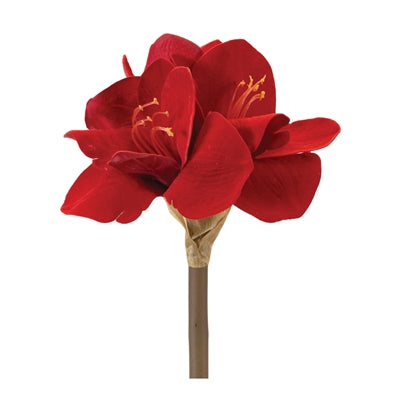 Amaryllis Stem