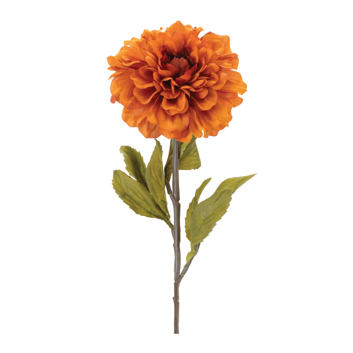 Dahlia Stem