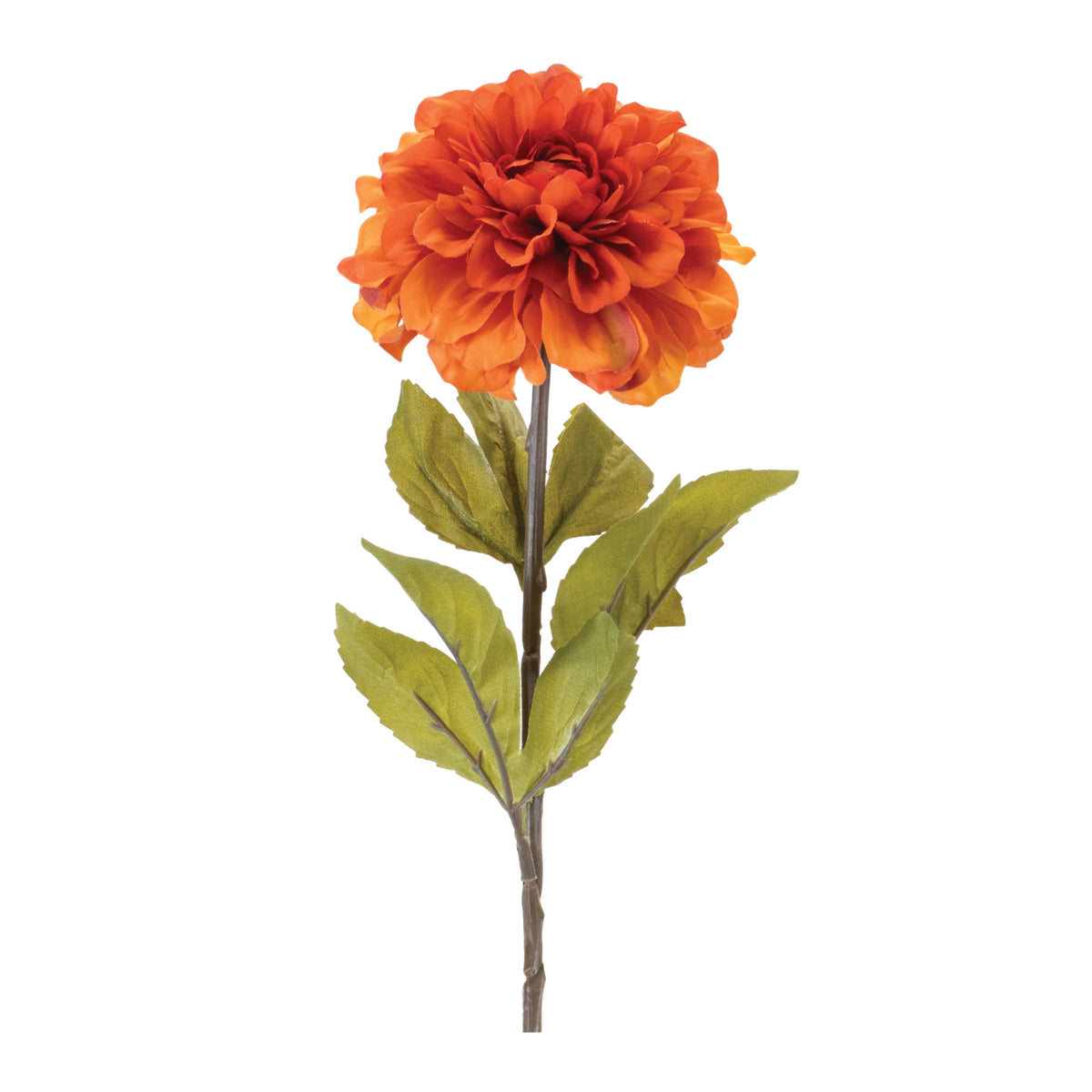 Dahlia Stem