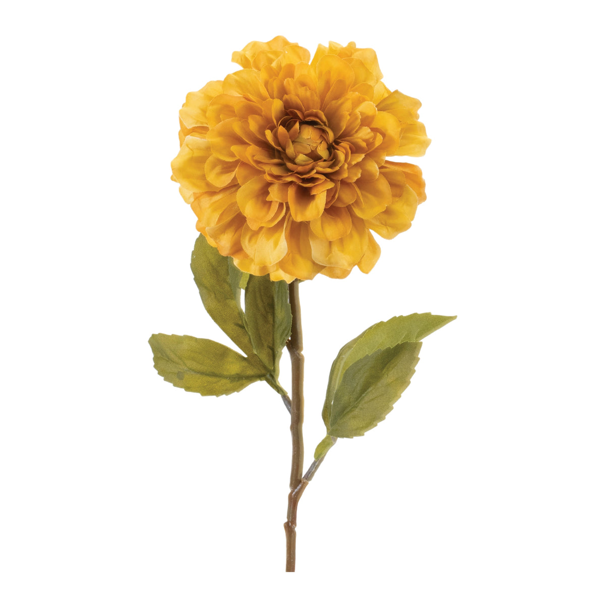Dahlia Stem