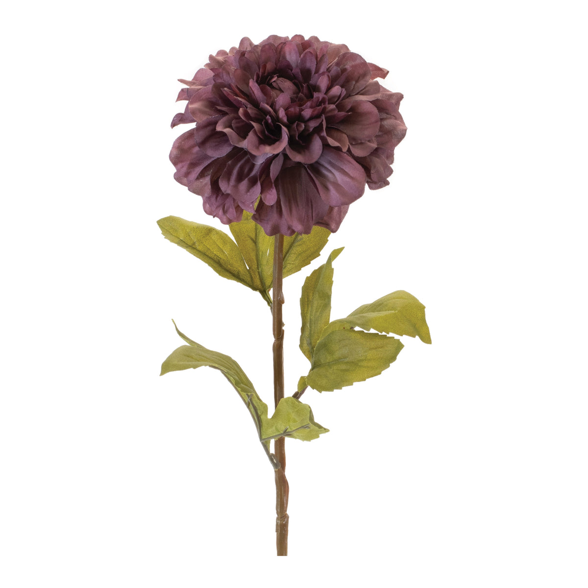 Dahlia Stem
