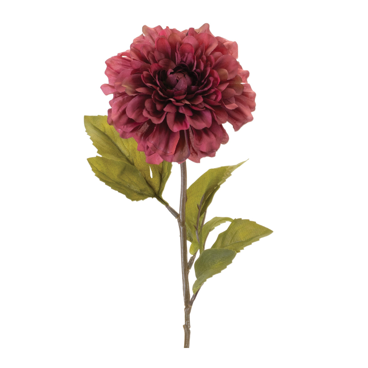 Dahlia Stem